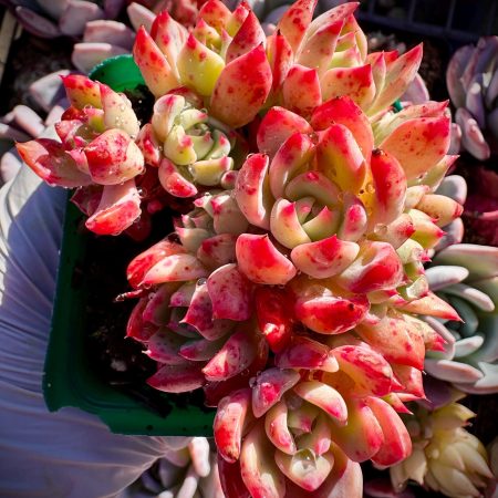 Rare Imported  succulent  Nana Hook at least 13+ heads cluster perfect HUGE bouquet show in 3.5"  pot live plant houseplant