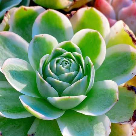 Rare succulent: Imported succulent  variegated Greenovia rose pink rose mountain rose live plant houseplant