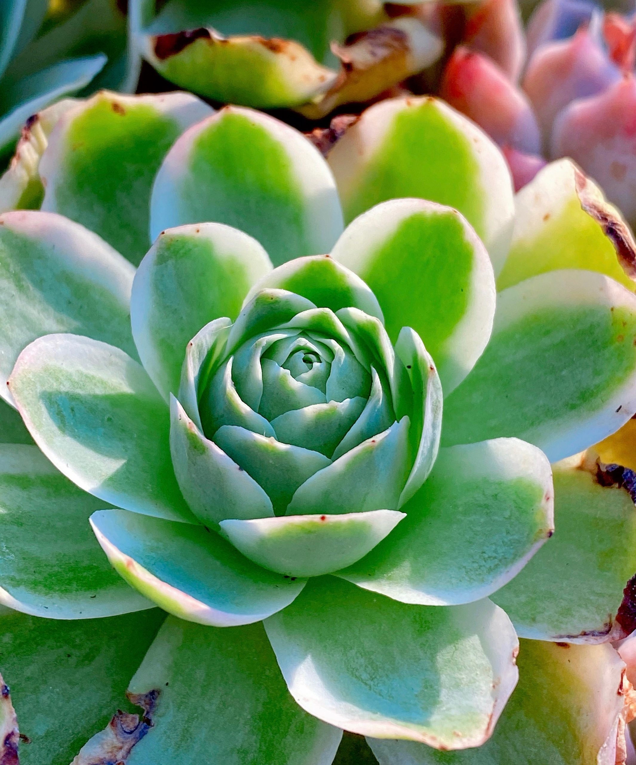 Rare succulent: Imported succulent variegated Greenovia rose pink rose mountain rose live plant houseplant