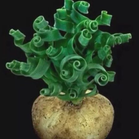 1631972477 – 5 Rare Succulent: Imported Succulent Ornithogalumconcodianum wider leaves live plant houseplant