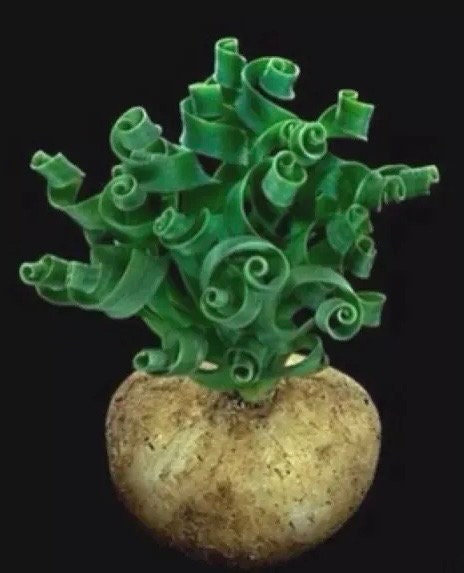 Rare Succulent: Imported Succulent Ornithogalumconcodianum wider leaves live plant houseplant