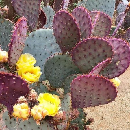 1665206932 – 2 Rare succulent: Purple Succulent Cactus Opuntia Santa Rita Opuntia Violacea Opuntia Amethyst Wave Prickly Pear live plant houseplant