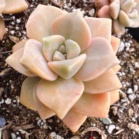 Rare Succulent: Imported Succulent  Graptoveria Tituban live plant houseplant