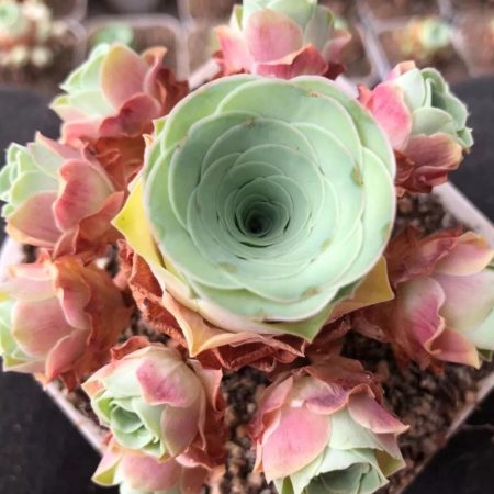 Rare Succulent: Imported mountain rose live pink yellow colorful rose  Greenovia Rosa  hybrid Rose CUTTING ONLY  live plant houseplant