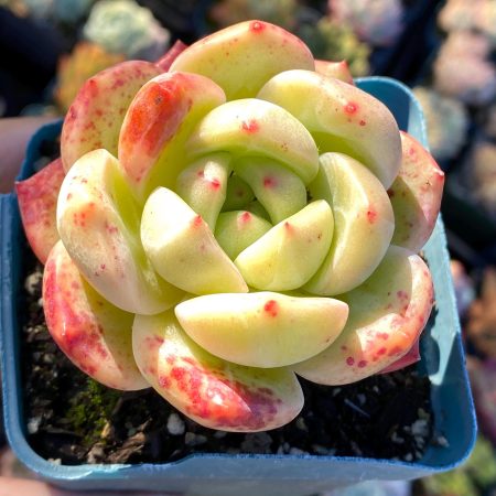 Rare succulent: Imported   hybrid agavoides Echeveria Rose champagne live plant houseplant