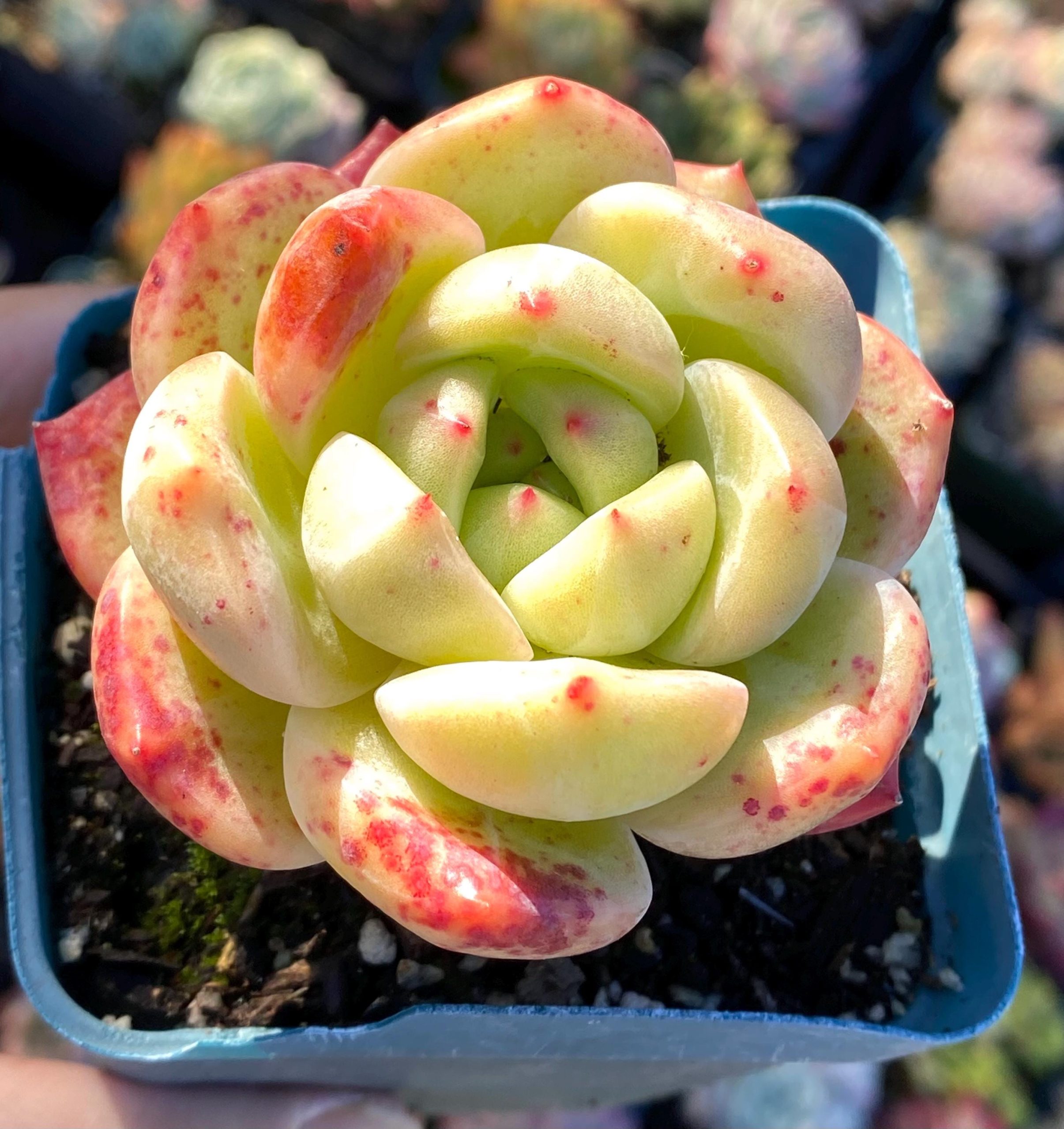 Rare succulent: Imported hybrid agavoides Echeveria Rose champagne live plant houseplant