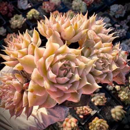 Rare succulent: imported   Echeveria Margaret Variegated 4.5" cluster 7 heads pink  live plant houseplant