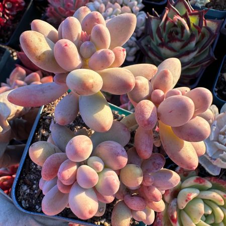 1712176229 – 3 Rare Succulent: Imported echeveria Baby Finger Sp many heads cluster HUGE size 3.5" - 4" live plant houseplant