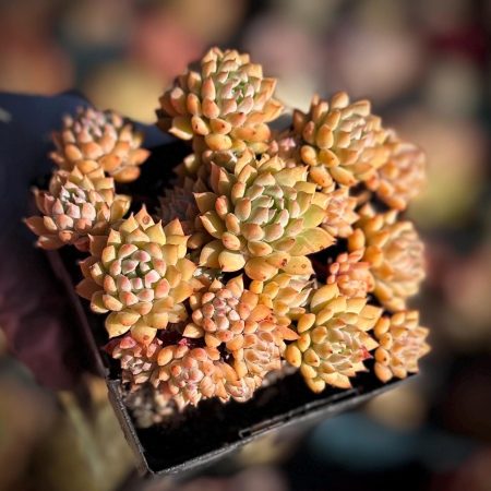 Rare Succulent: Imported Succulent  Echeveria "Chrissy N ryan" perfect bouquet cluster live plant houseplant