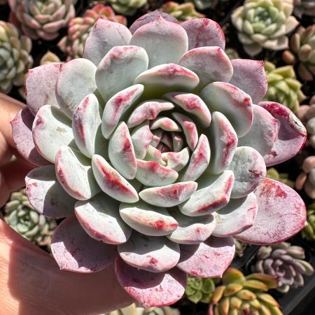 Rare Succulent: Imported   echeveria White Clothes Christmas honey heart thick powder HUGE PERFECT bouquet live plant houseplant