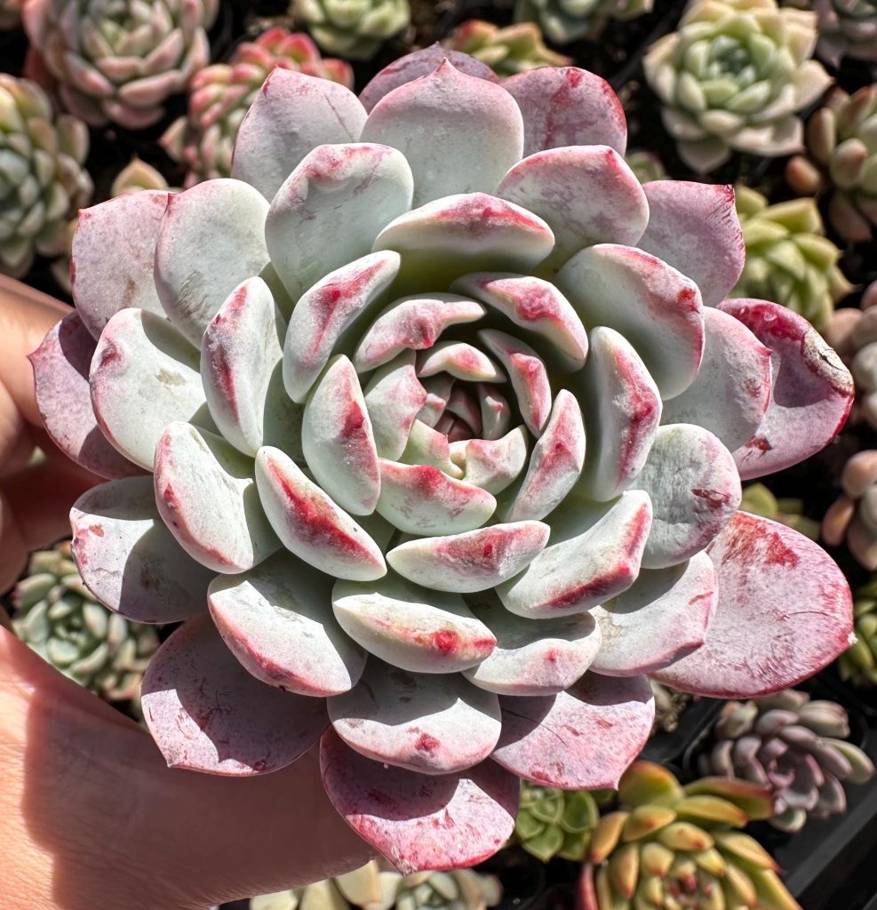Rare Succulent: Imported echeveria White Clothes Christmas honey heart thick powder HUGE PERFECT bouquet live plant houseplant