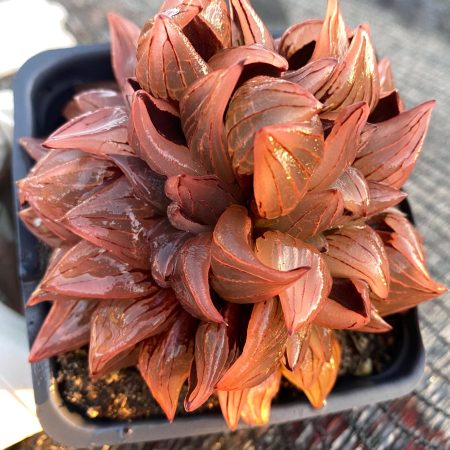 Rare Succulent: Imported Haworthia Watermelon cluster HUGE 3.5"pot    live plant houseplant