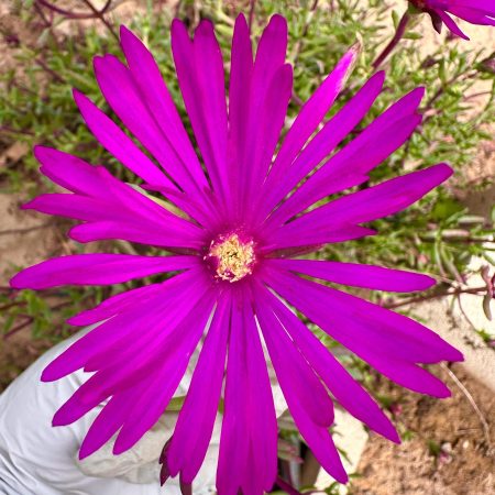 Beautiful Succulent: Lampranthus spectabilis Ice plant. Purple flowers live plant houseplant