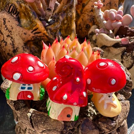 Rare Imported succulent Red Mushrooms figure set - 3 Decorative set & arrangement live plant houseplant