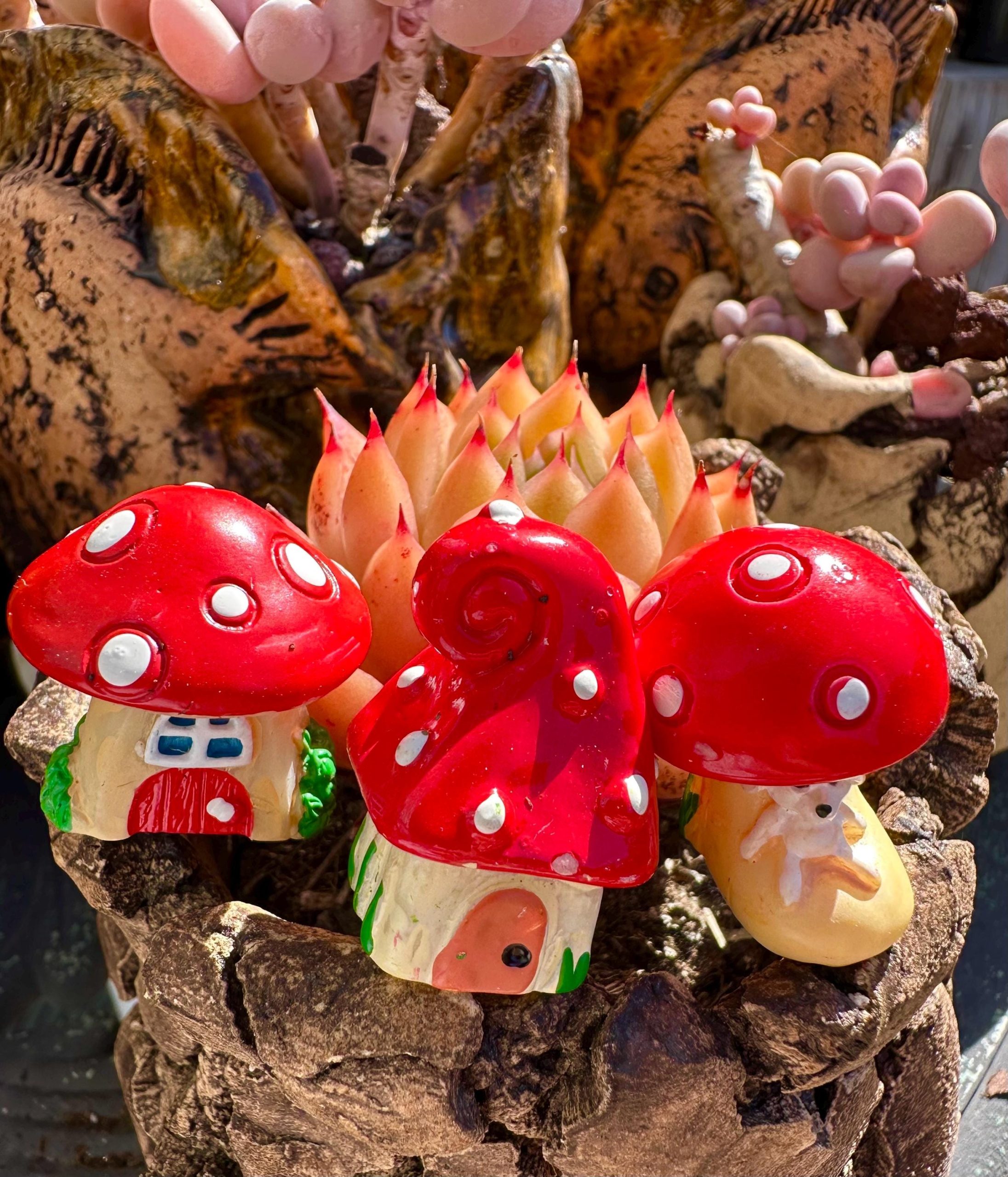 Rare Imported succulent Red Mushrooms figure set - 3 Decorative set & arrangement live plant houseplant