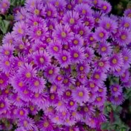 Beautiful Succulent:Sandstone Vygie Pink Oscularia Deltoides, Lampranthus blandus/Ice Plant Succulent/Pink Blossoms live plant houseplant