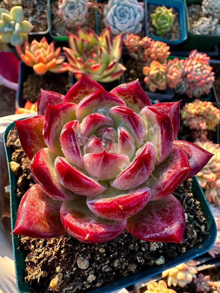 Rare Succulent: Imported Succulent echeveria agavoides Lovebirds  live plant houseplant
