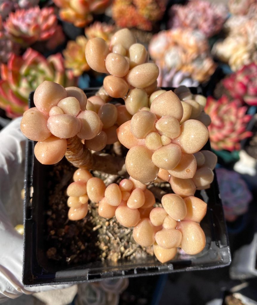 Rare succulent: Imported   pink xGraptoveria Avant-garde PINK moonstone  hybrid 10+ heads cluster 4"(#B) live plant houseplants