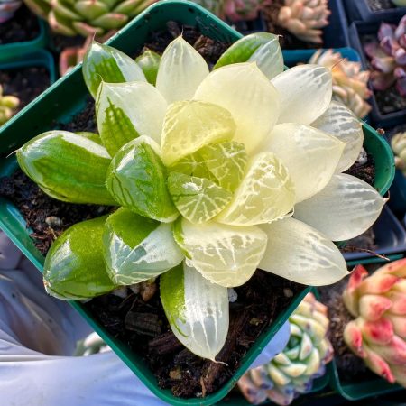 1814568789 – 6 Rare Succulent: Imported Succulent yin Yang variegated Haworthia cooperi var. pilifera (Baker) M.B.Bayer cluster live plant houseplant