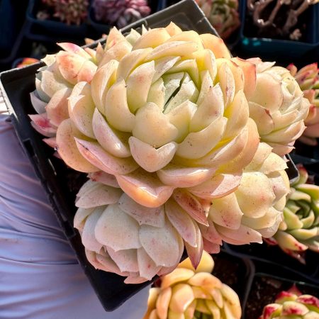 1821296348 – 3 Rare Succulent: Imported echeveria elegans hybrid Sina many many heads bouquet cluster live plant houseplant