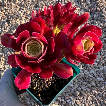 Rare Succulent: Imported  Korean Aeonium cristata Medusa Cluster 4" cristatus cluster live plant pink houseplant