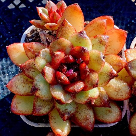Rare Succulent: Imported   echeveria Black Macadamia dark honey heart live plant houseplant