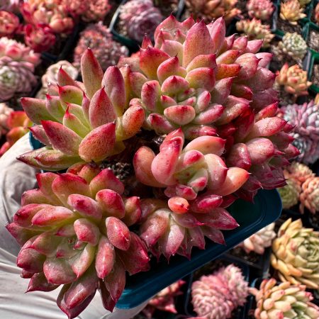 Rare Succulent: Imported  variegated Echeveria  Majic a lot of heads cluster HUGE about 5"   live plant houseplant