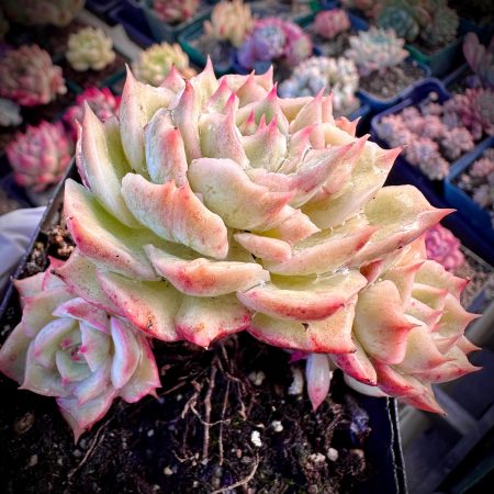 Rare Succulent: Imported Succulent   Variegated + monstrous Echeveria  Ice Love larger 4 heads cluster live plant houseplant