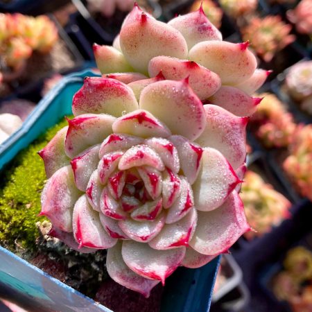 Rare succulent: Imported  echeveria  Red Velvet 3 heads cluster HUGE 3.5"+  pink live plant houseplant