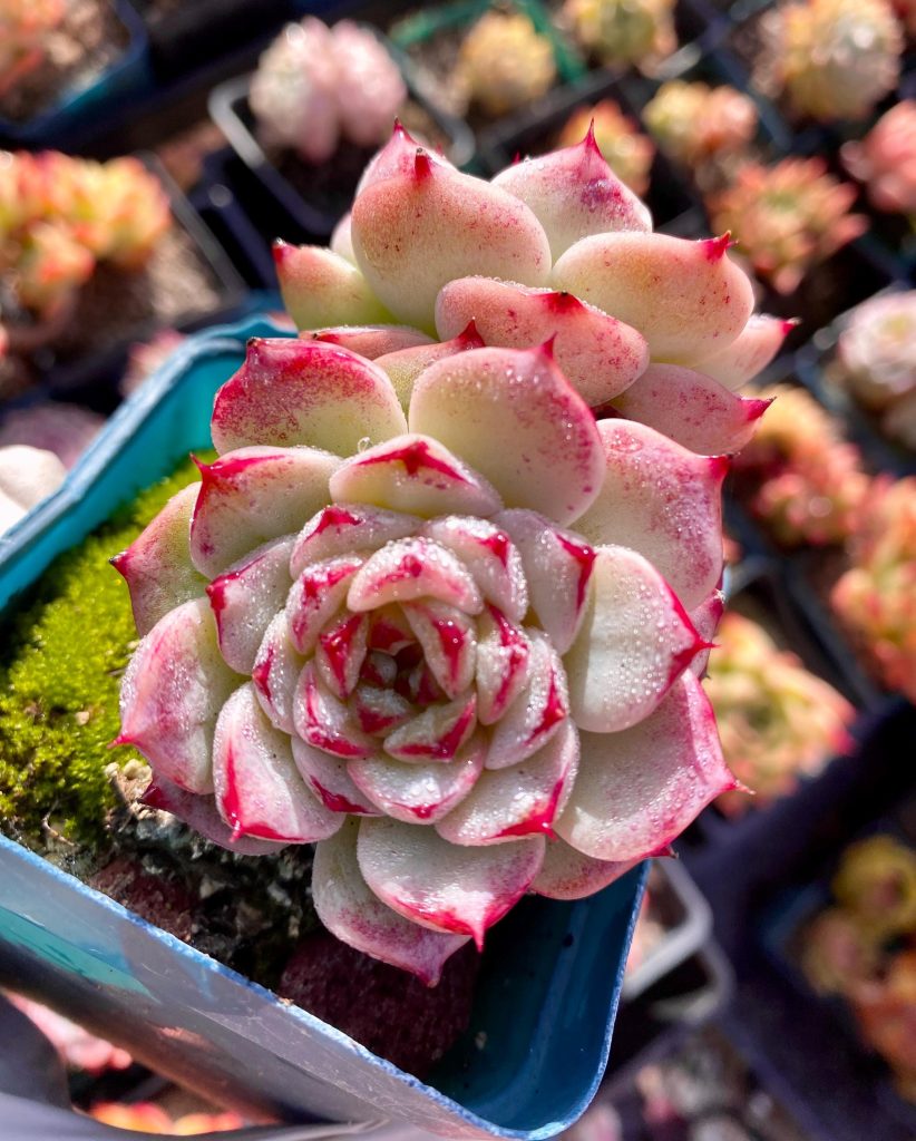 Rare succulent: Imported  echeveria  Red Velvet 3 heads cluster HUGE 3.5"+  pink live plant houseplant