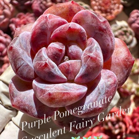 Rare Succulent: Imported Succulent  echeveria  Purple Pomegranate  thick powder  honey heart dark purple live plant houseplant