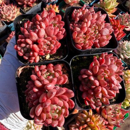 Rare Succulent: Imported   echeveria  Ruby cluster red live plant houseplant