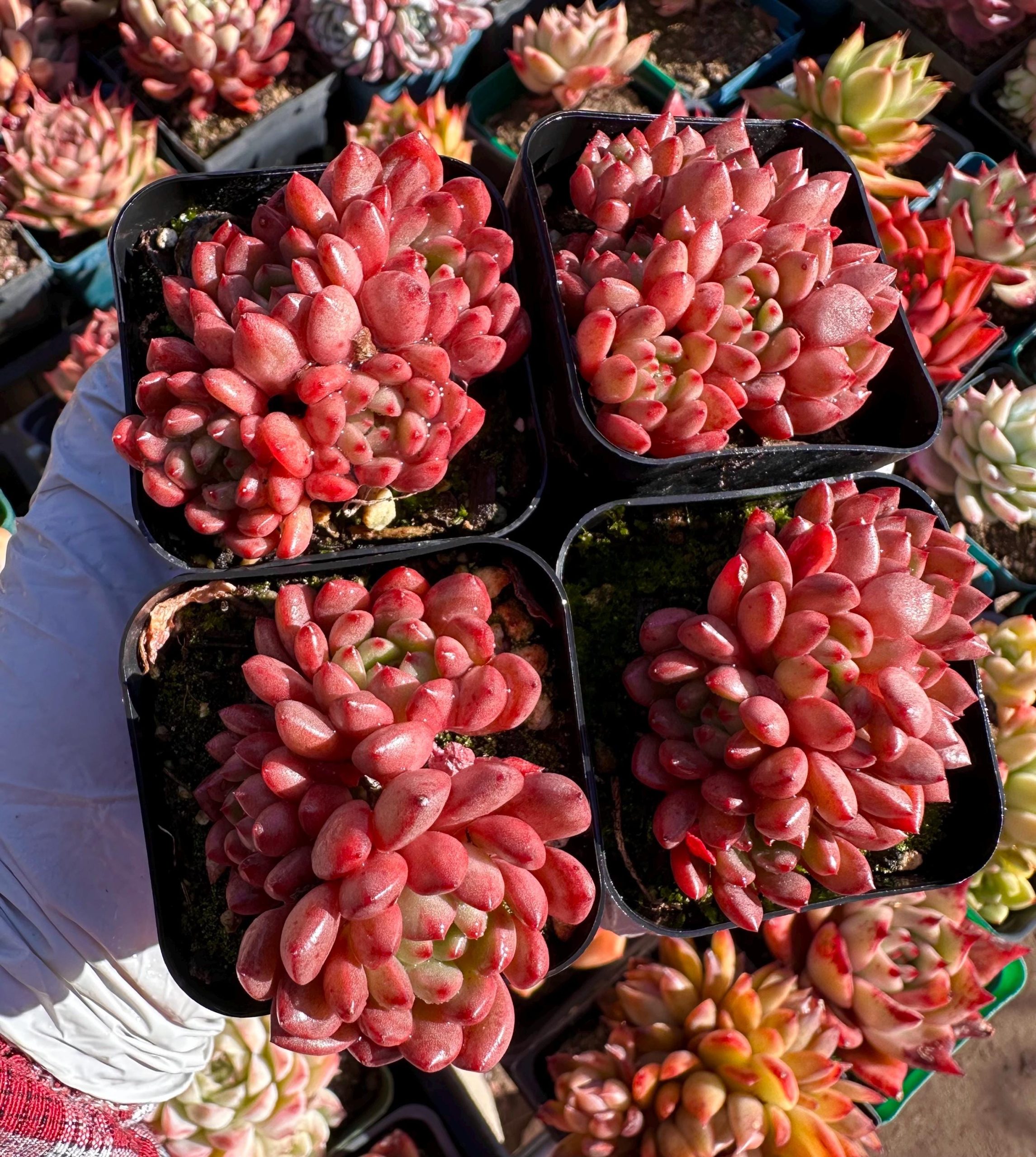 Rare Succulent: Imported echeveria Ruby cluster red live plant houseplant