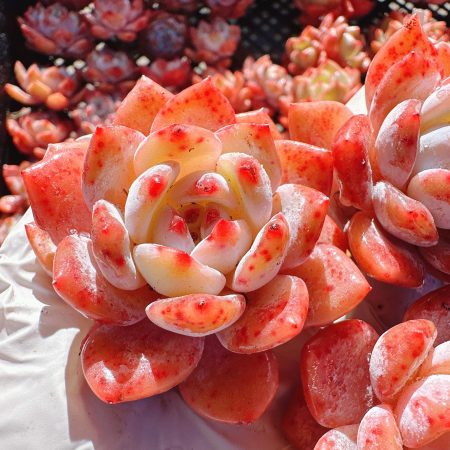 Rare Succulent: Imported Succulent  echeveria Pink Toffee Candy thick powder GREEN in summer live plant houseplant