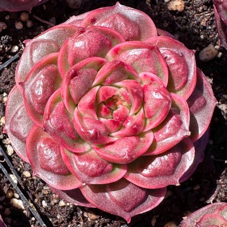Rare Succulent: Imported cool Echeveria Raindrop longissima rose with bump ROUND-LEAF live plant houseplants