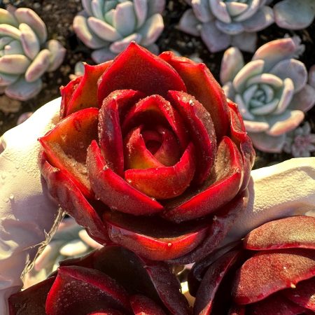 Rare Succulent: Imported  echeveria Red Lantern - dark red live plant houseplant  purple succulent
