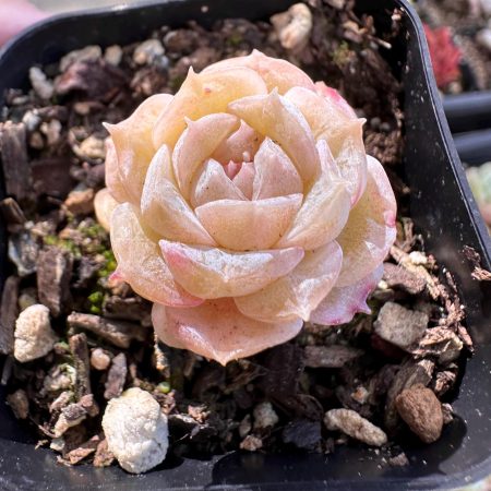 Rare Succulent: Imported  variegated + monstrous echeveria Ice Jenny pink purple dark heart (white pink in summer) live plant houseplant