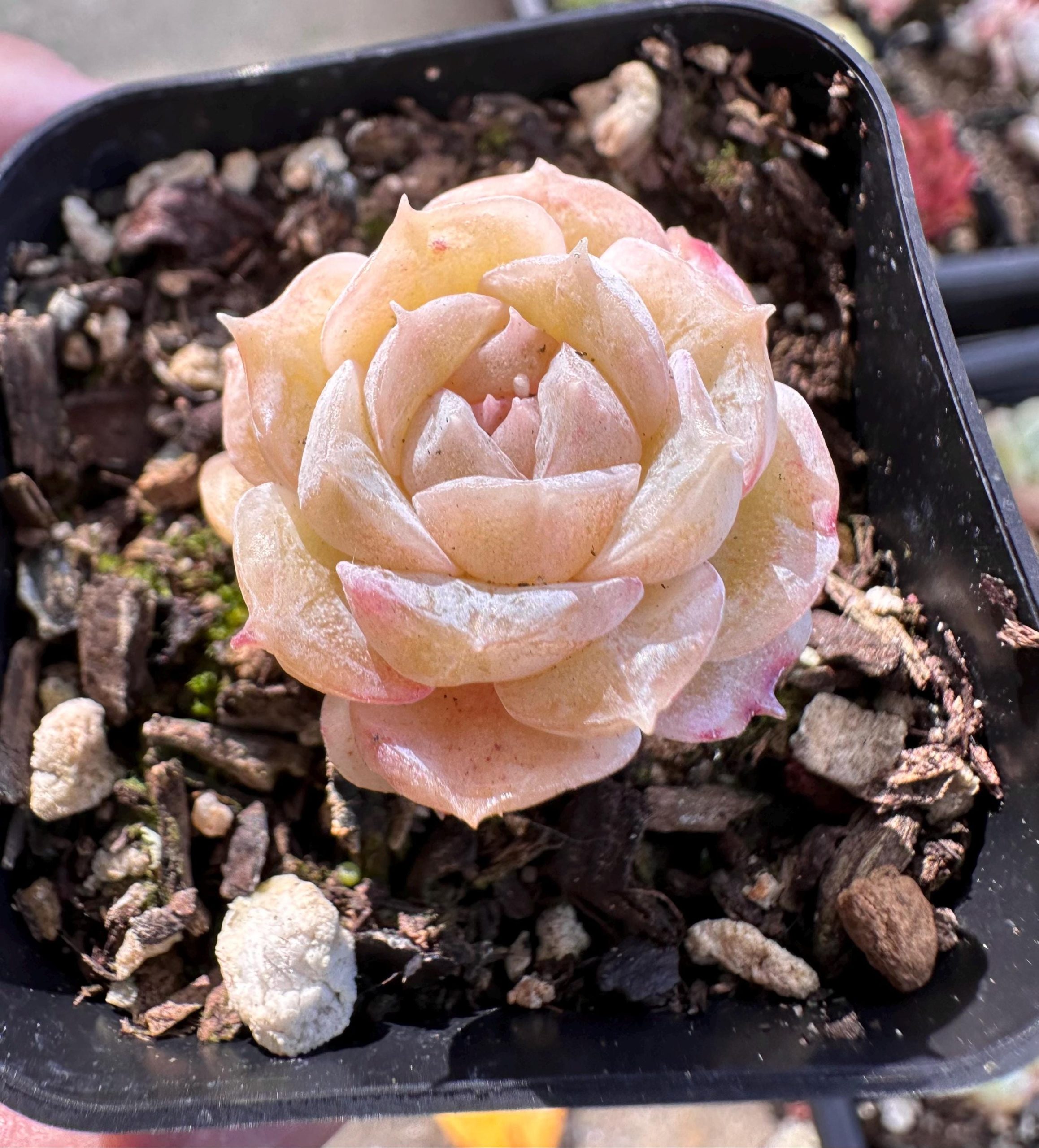 Rare Succulent: Imported variegated + monstrous echeveria Ice Jenny pink purple dark heart (white pink in summer) live plant houseplant