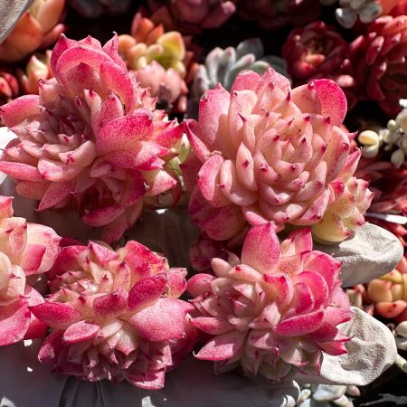 Rare Succulent: Imported echeveria Pink Swan (Mini Cluster) pink red( green in summer )live plant houseplant