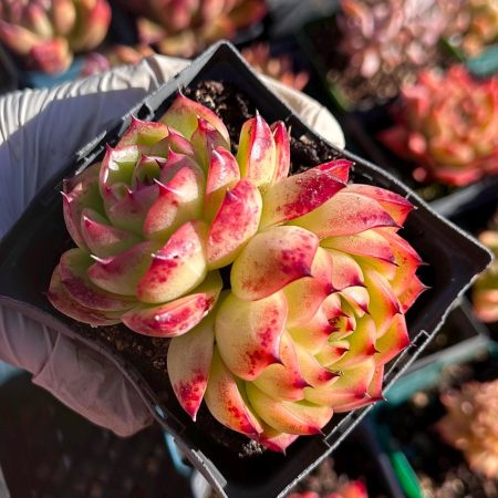 Rare Succulent: Imported  Echeveria Agavoides Fire Pillar sp  DOUBLE pink live plant houseplant