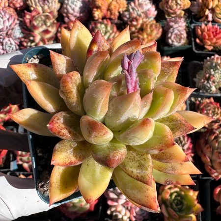 Rare Succulent: Imported   Echeveria Purple Plot   bloody freckles  dark live plant houseplant