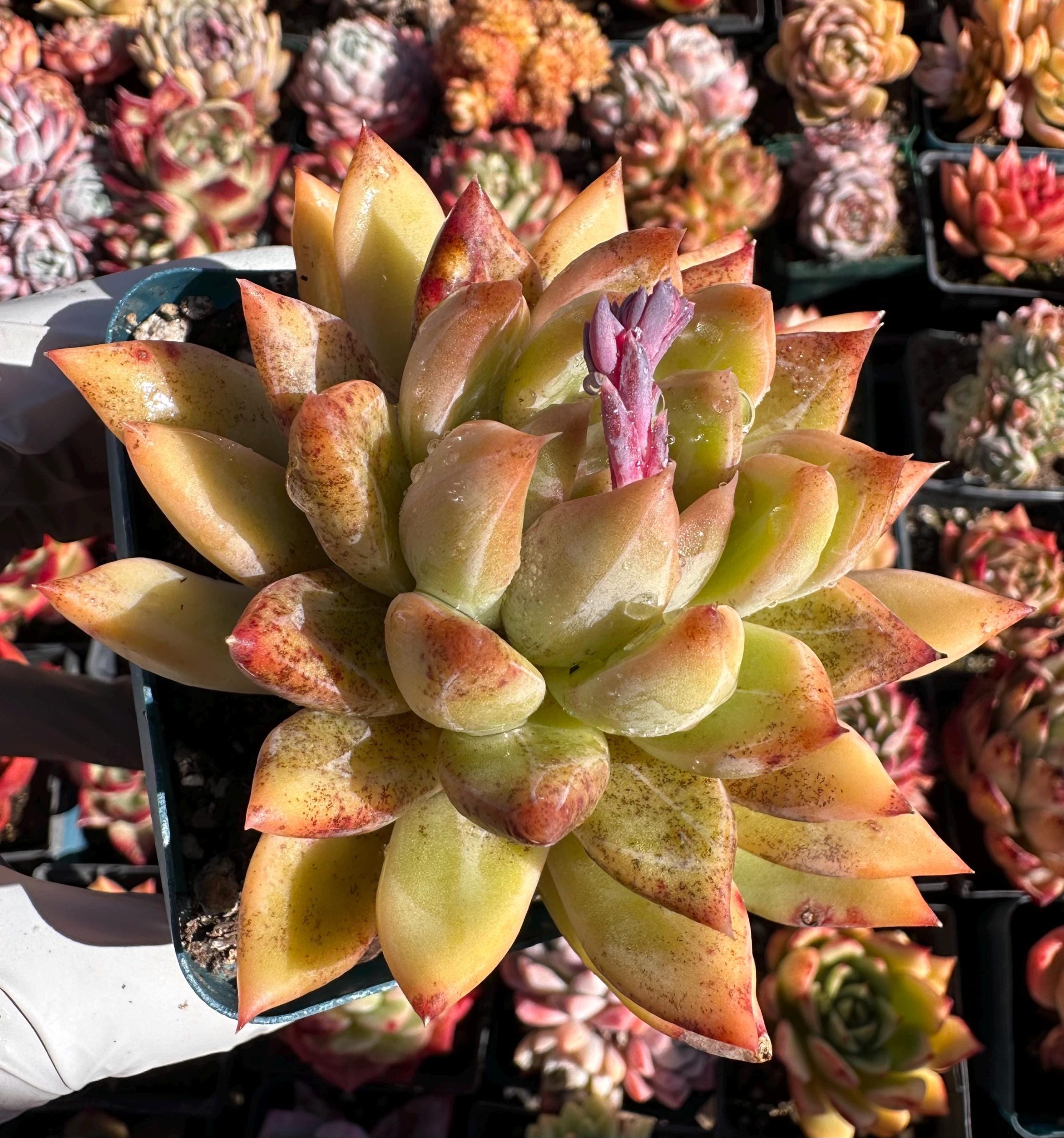 Rare Succulent: Imported Echeveria Purple Plot bloody freckles dark live plant houseplant