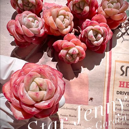 Rare Succulent: Imported echeveria Star Jenny pink live plant houseplant