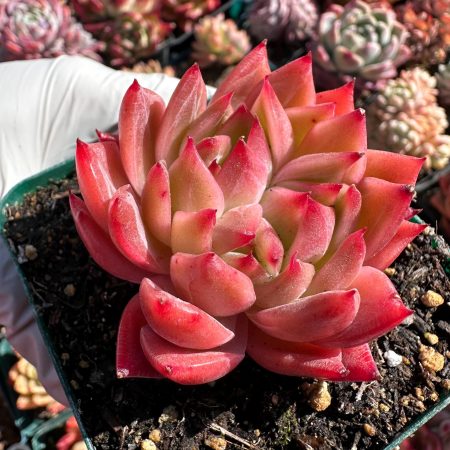 Rare succulent: Imported  echeveria   agavoides Flower Song cluster pink red live plant houseplant