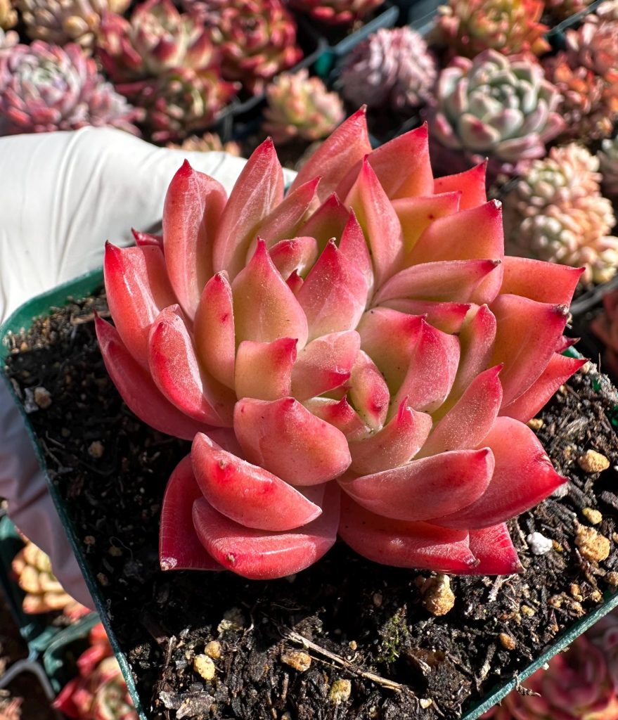 Rare succulent: Imported  echeveria   agavoides Flower Song cluster pink red live plant houseplant