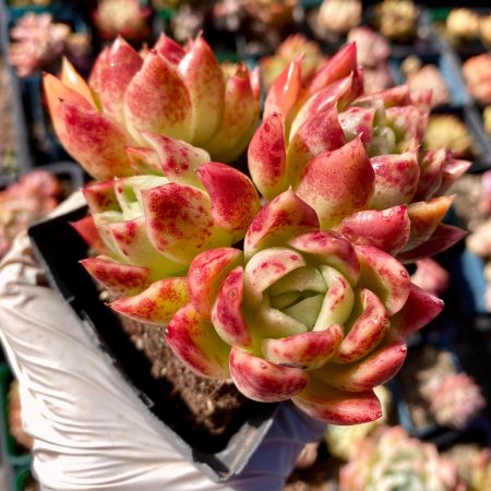 1862908280 – 2 Rare Succulent: Imported Echeveria Agavoides hybrid Malgan cluster HUGE about 4" pink live plant houseplant