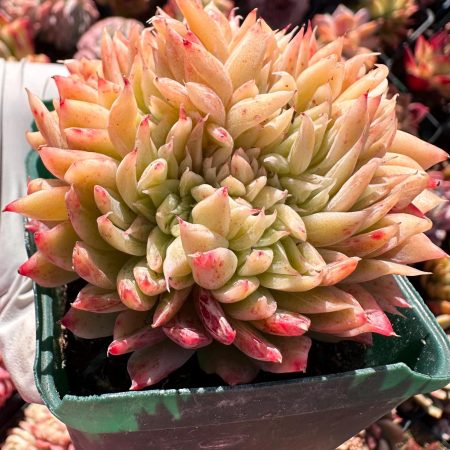 Rare Succulent: Imported Echeveria agavoides Malgan hybrid variegated + monstrous+ cristatus  unique weirdo live plant houseplant