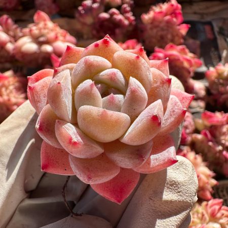 Rare Succulent: Imported   echeveria Strawberry  Sundae pink purple dark heart honey heart live plant houseplant