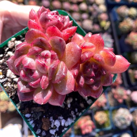 Rare Succulent: Imported echeveria Black Night Jenny  cluster #A pink red translucent live plant houseplant