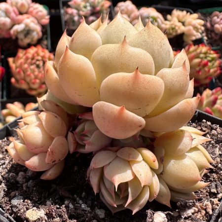 Rare Succulent: Imported   Echeveria  Ben Badis a lot of heads cluster pink  live plant houseplant
